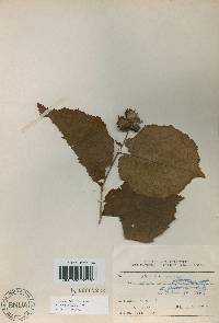 Corylus heterophylla image