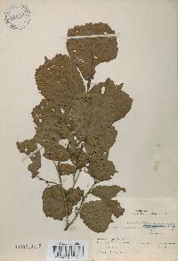 Corylus heterophylla image