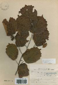 Corylus heterophylla image