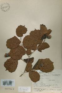 Corylus heterophylla image