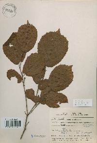 Corylus heterophylla image
