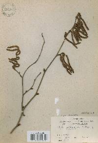 Corylus heterophylla image