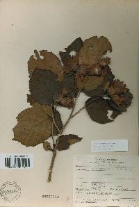 Corylus heterophylla image