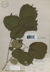 Corylus heterophylla image