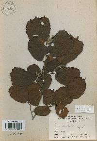 Corylus heterophylla image