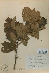 Corylus heterophylla image