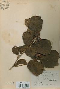 Corylus heterophylla image