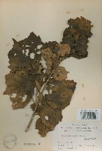 Corylus heterophylla image