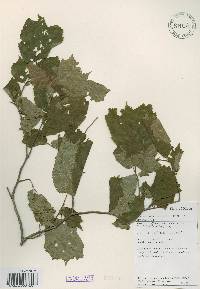 Corylus heterophylla image