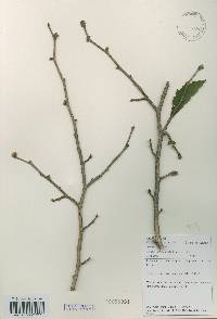 Corylus heterophylla image