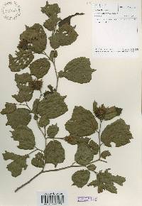 Corylus heterophylla image