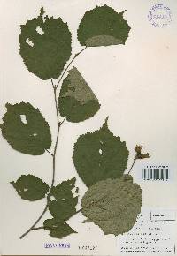 Corylus heterophylla image