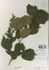 Corylus heterophylla image