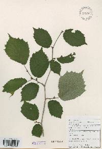 Corylus heterophylla image