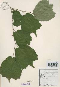 Corylus heterophylla image