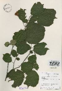 Corylus heterophylla image