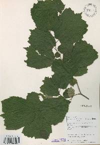 Corylus heterophylla image