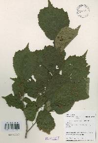 Corylus heterophylla image