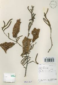 Corylus heterophylla image