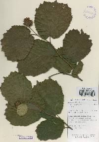 Corylus heterophylla image