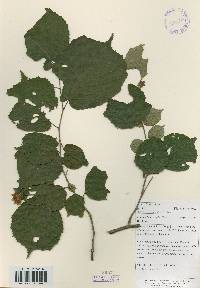 Corylus heterophylla image