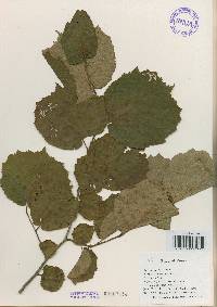 Corylus heterophylla image