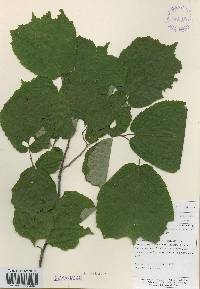 Corylus heterophylla image