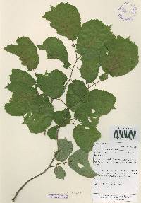 Corylus heterophylla image