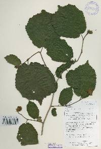 Corylus heterophylla image