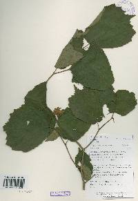 Corylus heterophylla image