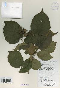 Corylus heterophylla image
