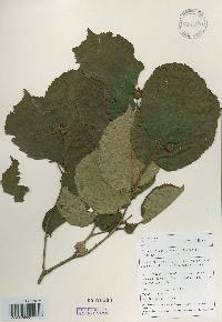 Corylus heterophylla image