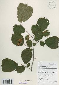 Corylus heterophylla image
