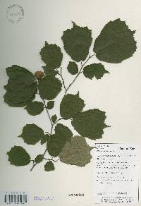 Corylus heterophylla image
