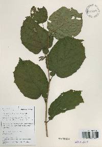 Corylus heterophylla image