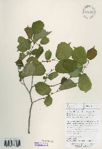 Corylus heterophylla image