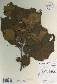 Corylus heterophylla image