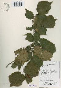 Corylus heterophylla image