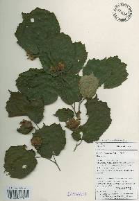 Corylus heterophylla image