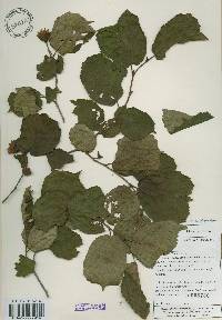 Corylus heterophylla image