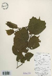 Corylus heterophylla image
