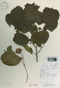 Corylus heterophylla image