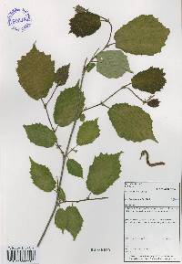 Corylus heterophylla image