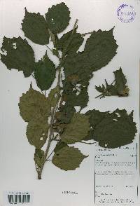 Corylus heterophylla image