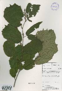 Corylus heterophylla image