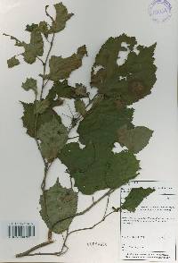 Corylus heterophylla image