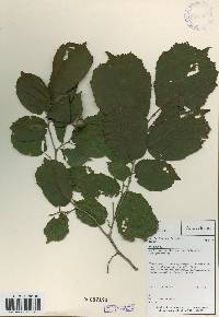 Corylus heterophylla image