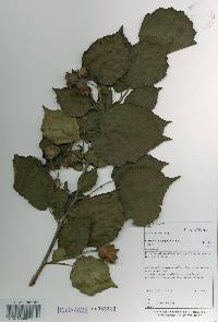 Corylus heterophylla image