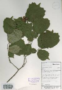 Corylus heterophylla image