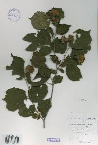 Corylus heterophylla image